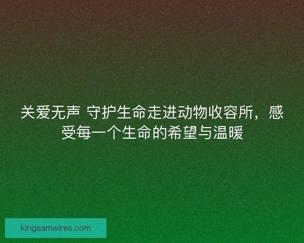 关爱无声 守护生命走进动物收容所，感受每一个生命的希望与温暖